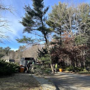 Bridgewater Tree Farm