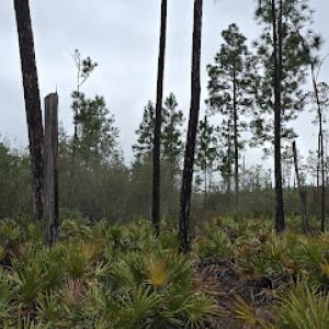 Big Bend Environmental Consulting