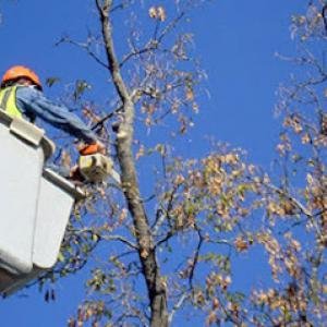 American Tree Service