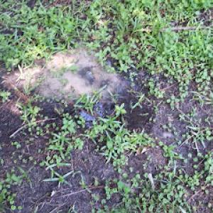 Thomas Septic Inspections