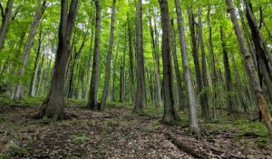 Elco Septic Services of New York