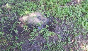 Thomas Septic Inspections